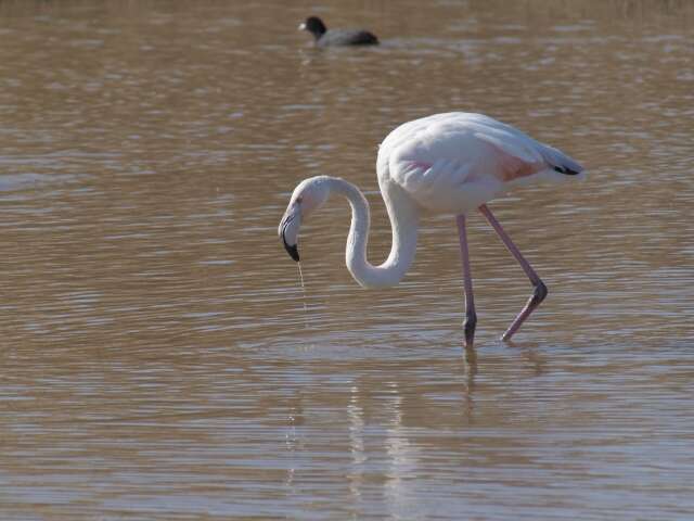 Imagem de Phoenicopterus roseus Pallas 1811