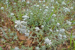 Image of Teucrium capitatum L.