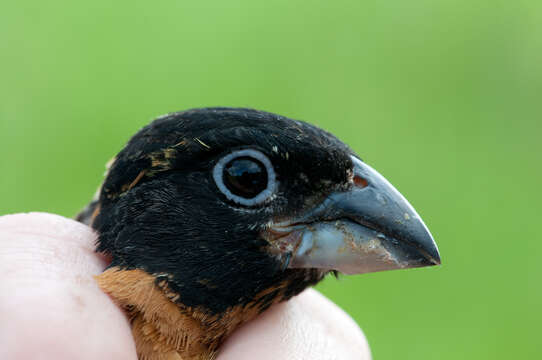 Image of Black-headed Grosbeak