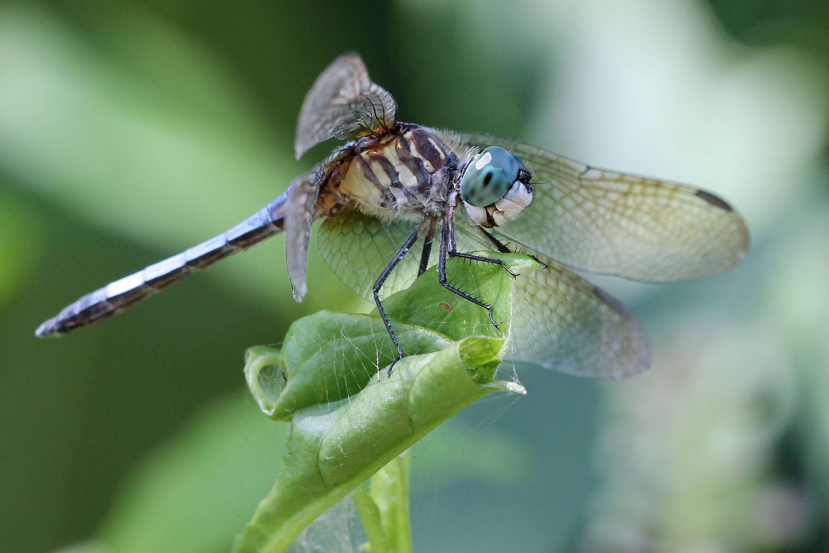 Image of Blue Dasher