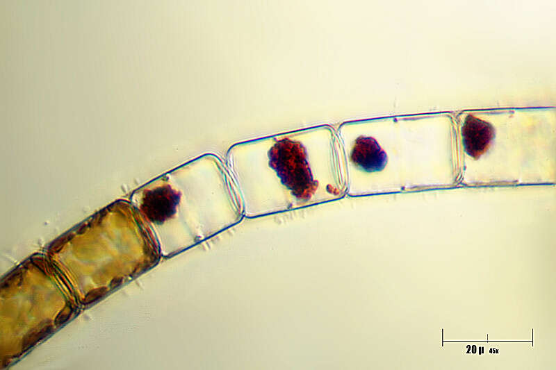 Image of Coscinodiscophyceae