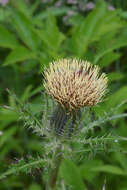 صورة Cirsium horridulum Michx.