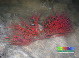 Image of Orange fan soft coral