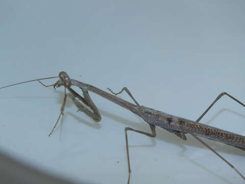 Image of Archimantis