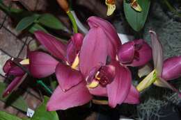 Image of lycaste