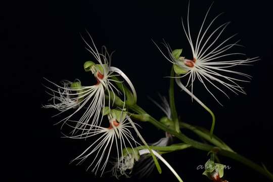 Image de Habenaria medusa Kraenzl.