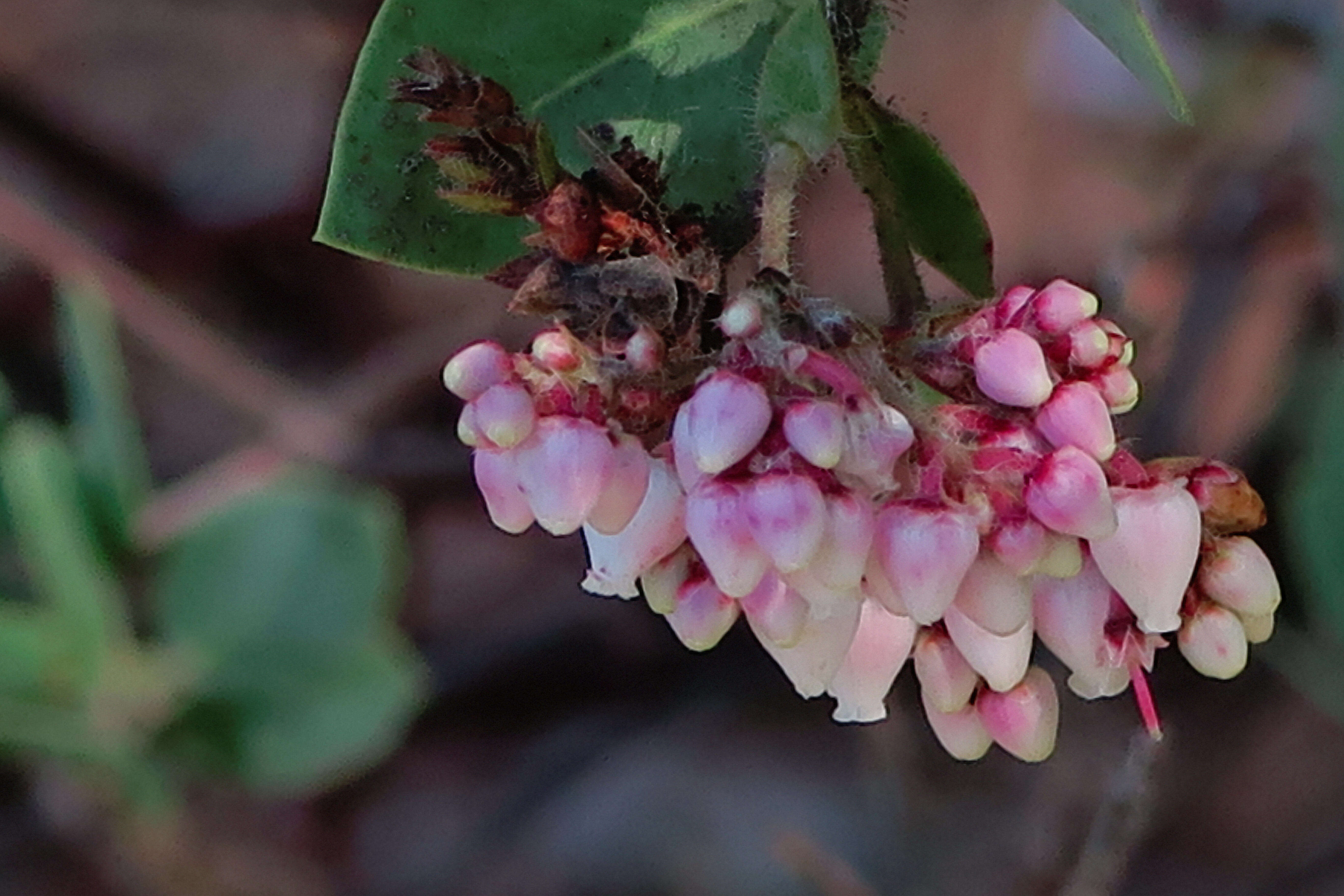 Image of Santa Catalina Island manzanita