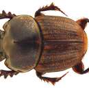 Image of Dung beetle