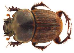 Image of Dung beetle