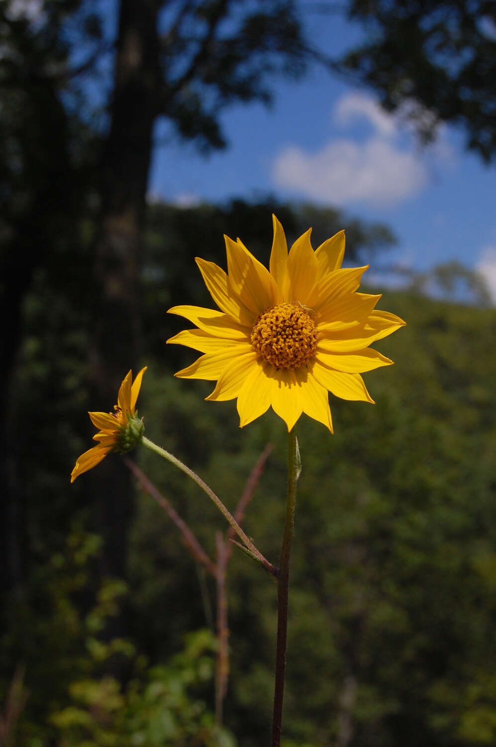 Image of fewleaf sunflower