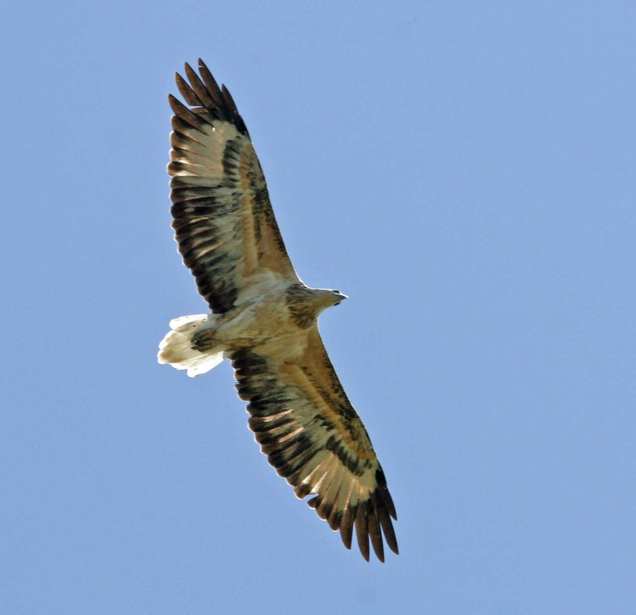 Image of Sea eagles