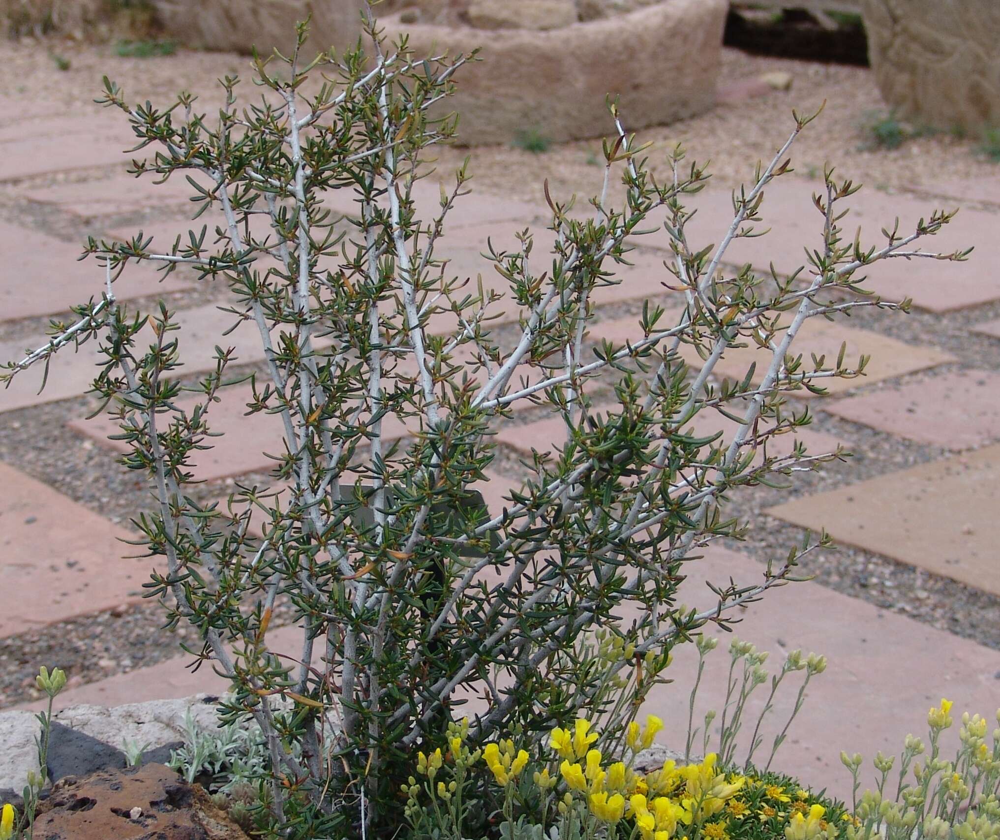 Imagem de Cercocarpus intricatus S. Wats.