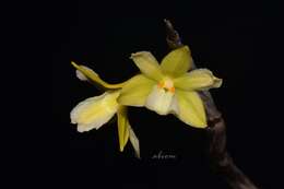 Imagem de Dendrobium derryi Ridl.