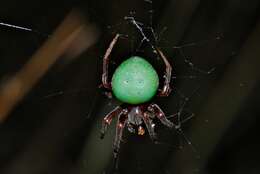 Image of Green Pea Spider