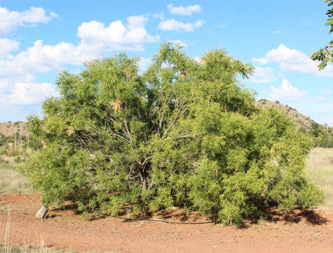 Image of wingleaf soapberry