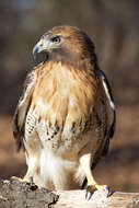 Image of Buteo Lacépède 1799