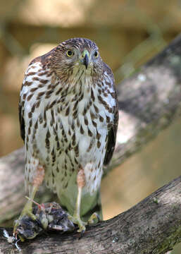 Image of Accipiter Brisson 1760