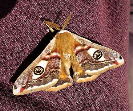 Image of Saturnia subgen. Eudia Jordan 1911