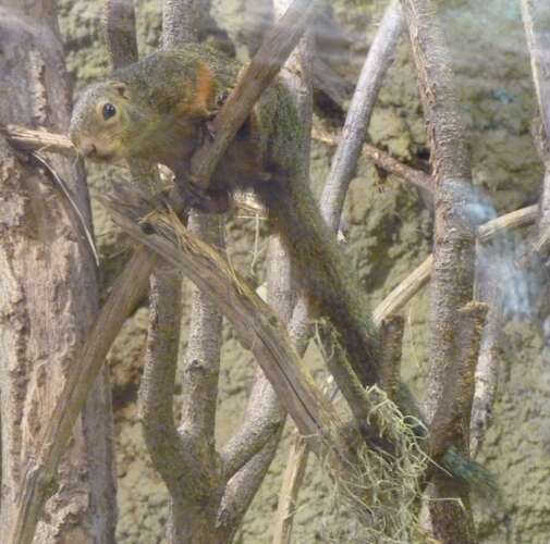 Image of Red-legged Sun Squirrel