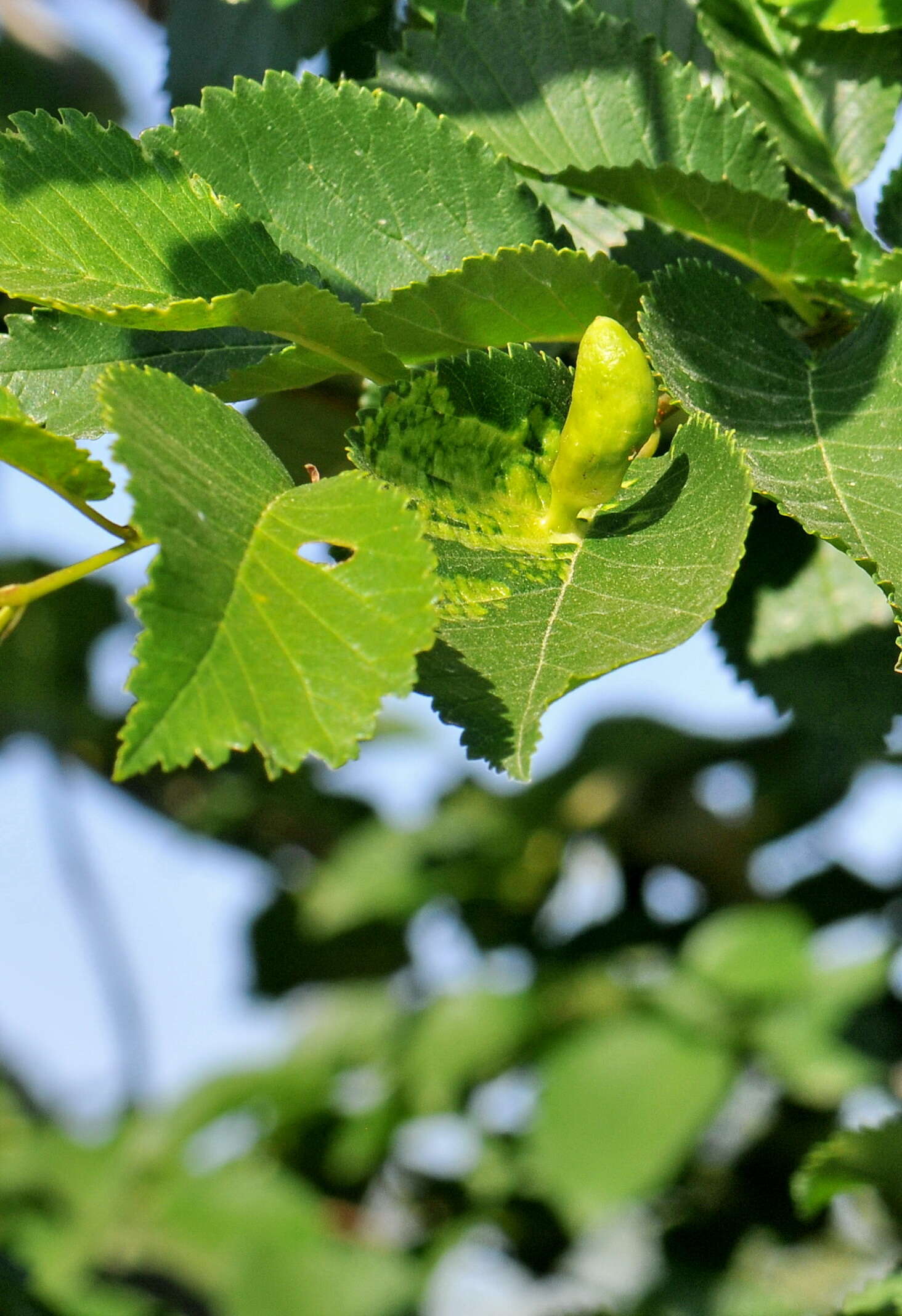 Слика од Tetraneura (Tetraneura) ulmi (Linnaeus 1758)