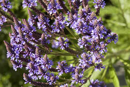 Image of vervain