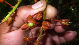 صورة Ouratea gigantophylla (Erhard) Engl.