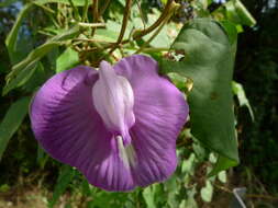 Image of butterfly pea