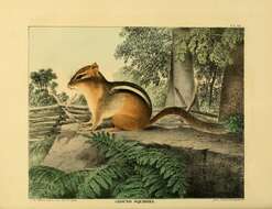 Imagem de Tamias subgen. Tamias Illiger 1811