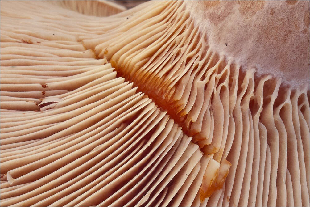 Image of Bloody milkcap