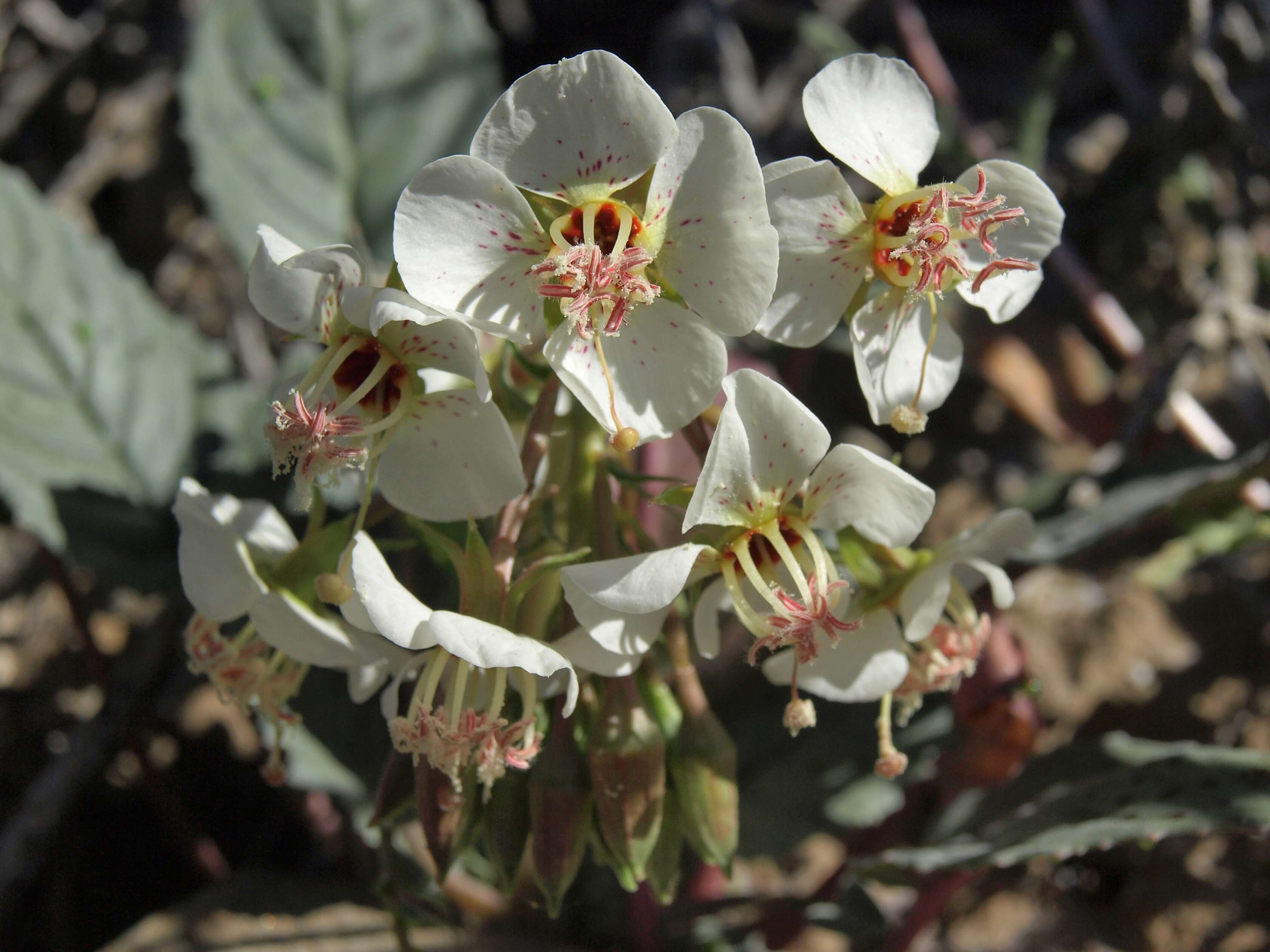 Imagem de Chylismia claviformis subsp. integrior (P. H. Raven) W. L. Wagner & Hoch