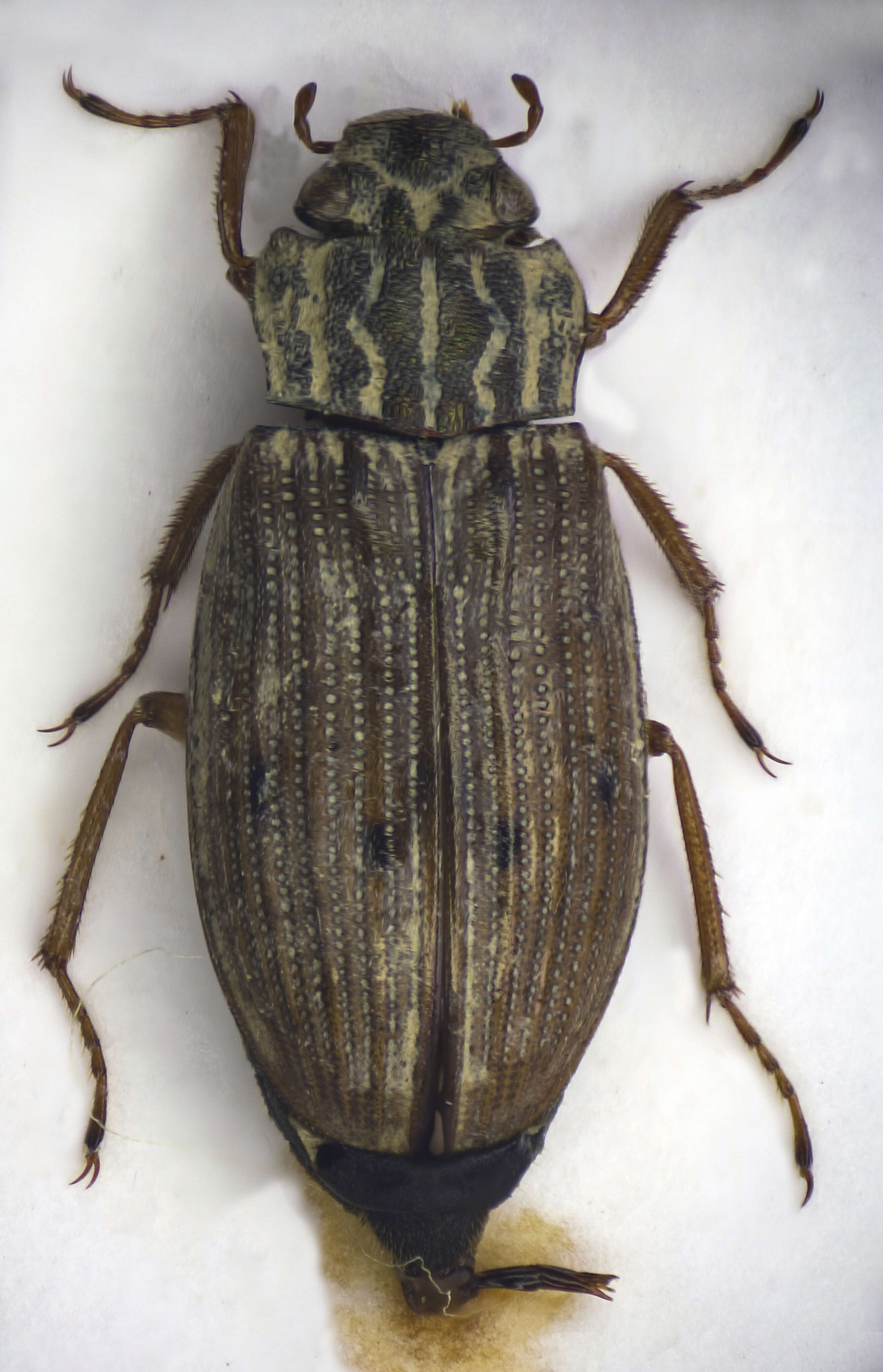 Image of Helophorus (Helophorus) grandis (Illiger 1798)