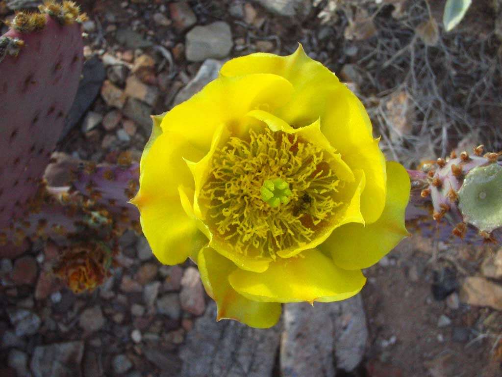 Image of Santa Rita pricklypear