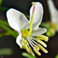 Image of slenderleaf clammyweed