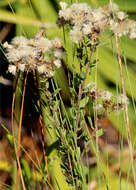 Image of whitetop aster