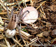 Imagem de Lycosa tarantula (Linnaeus 1758)