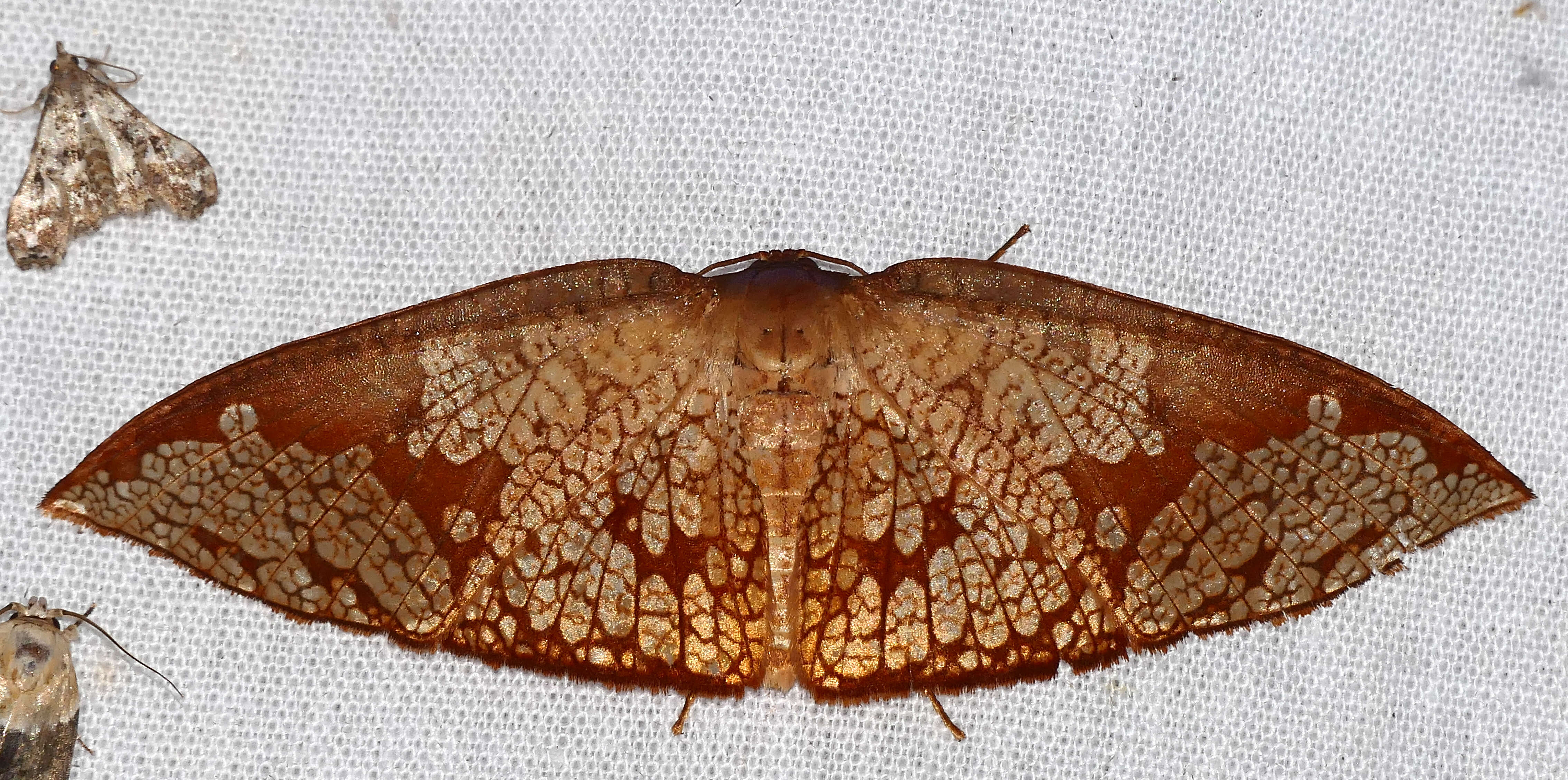 Image of Belonoptera