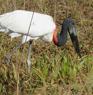 Image of Jabiru Hellmayr 1906