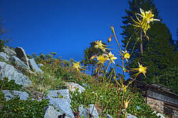 Image of columbine