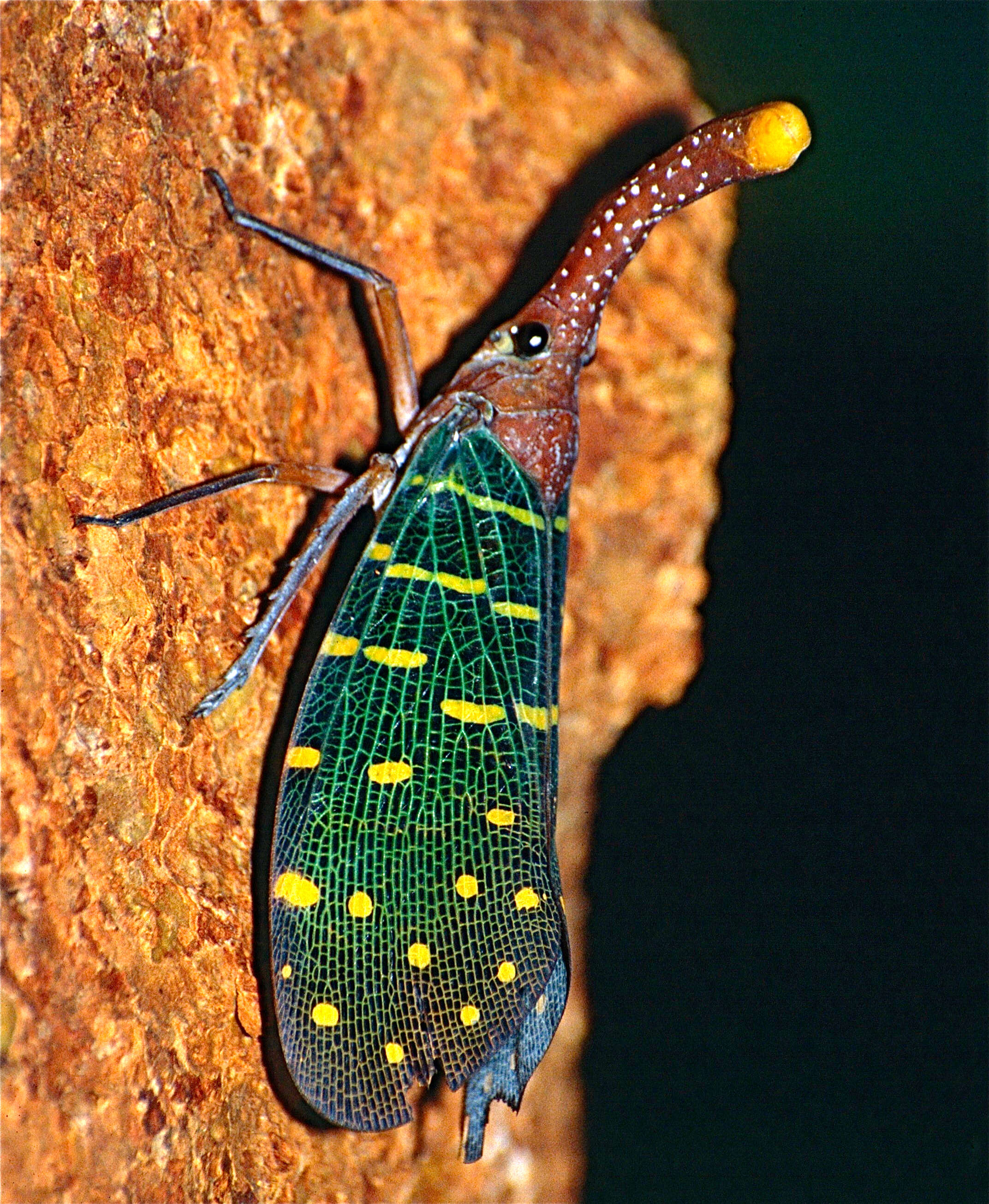 Image of Pyrops