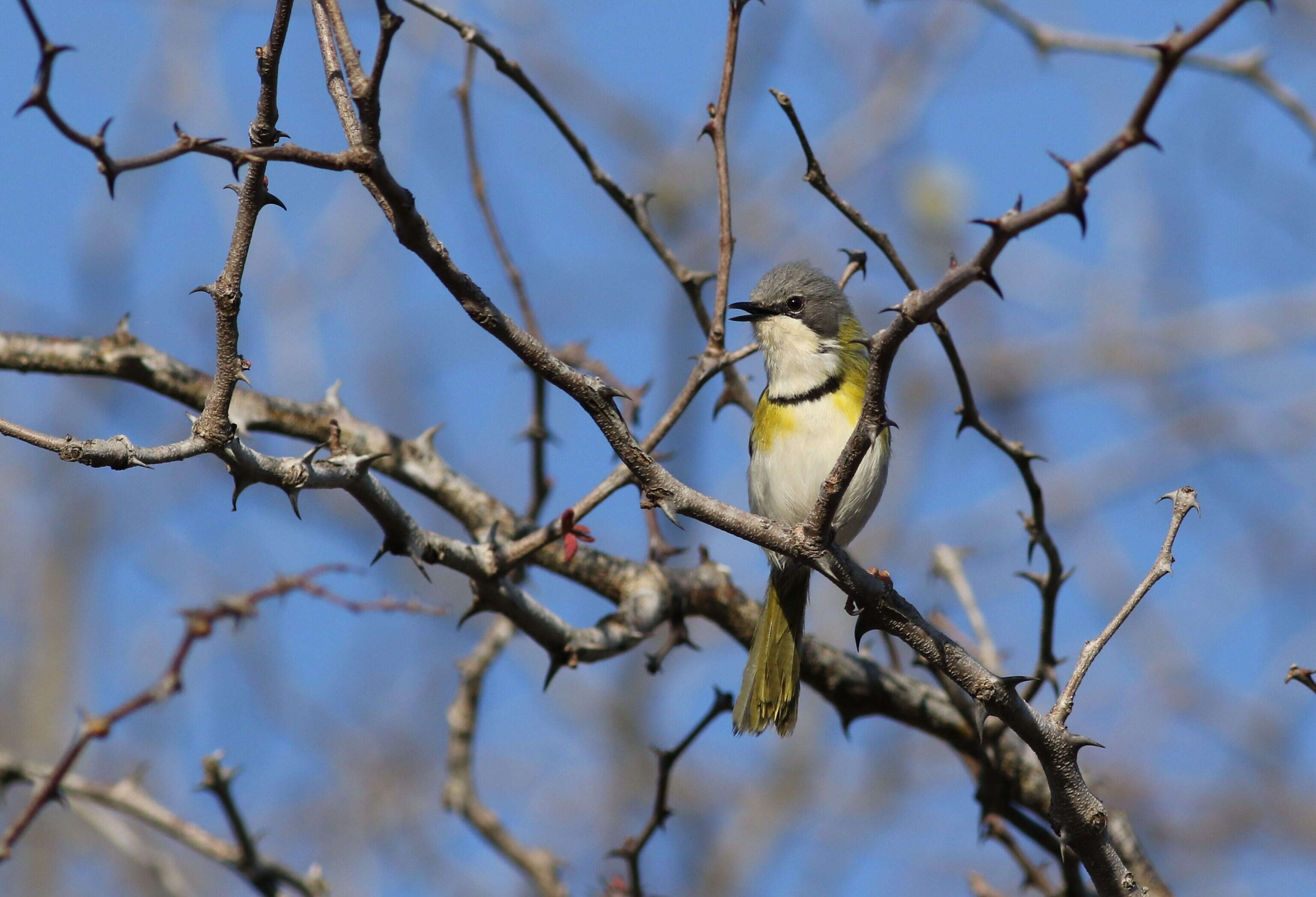 Image of Apalis Swainson 1833