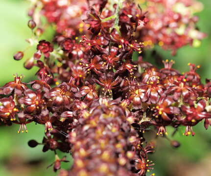 Image of false hellebore