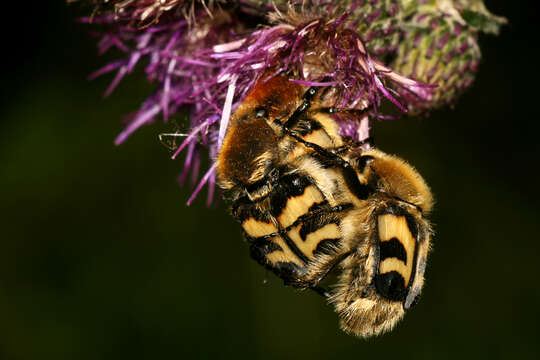 Image of Bee beetle