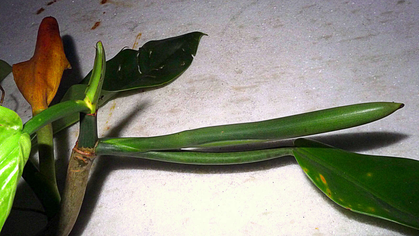 Philodendron blanchetianum Schott resmi