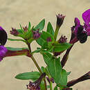 Image of Tropical Waxweed