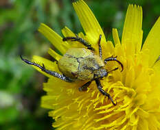 Image of Monkey Beetles