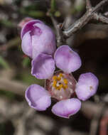 Image of Euryomyrtus ramosissima (A. Cunn.) Trudgen