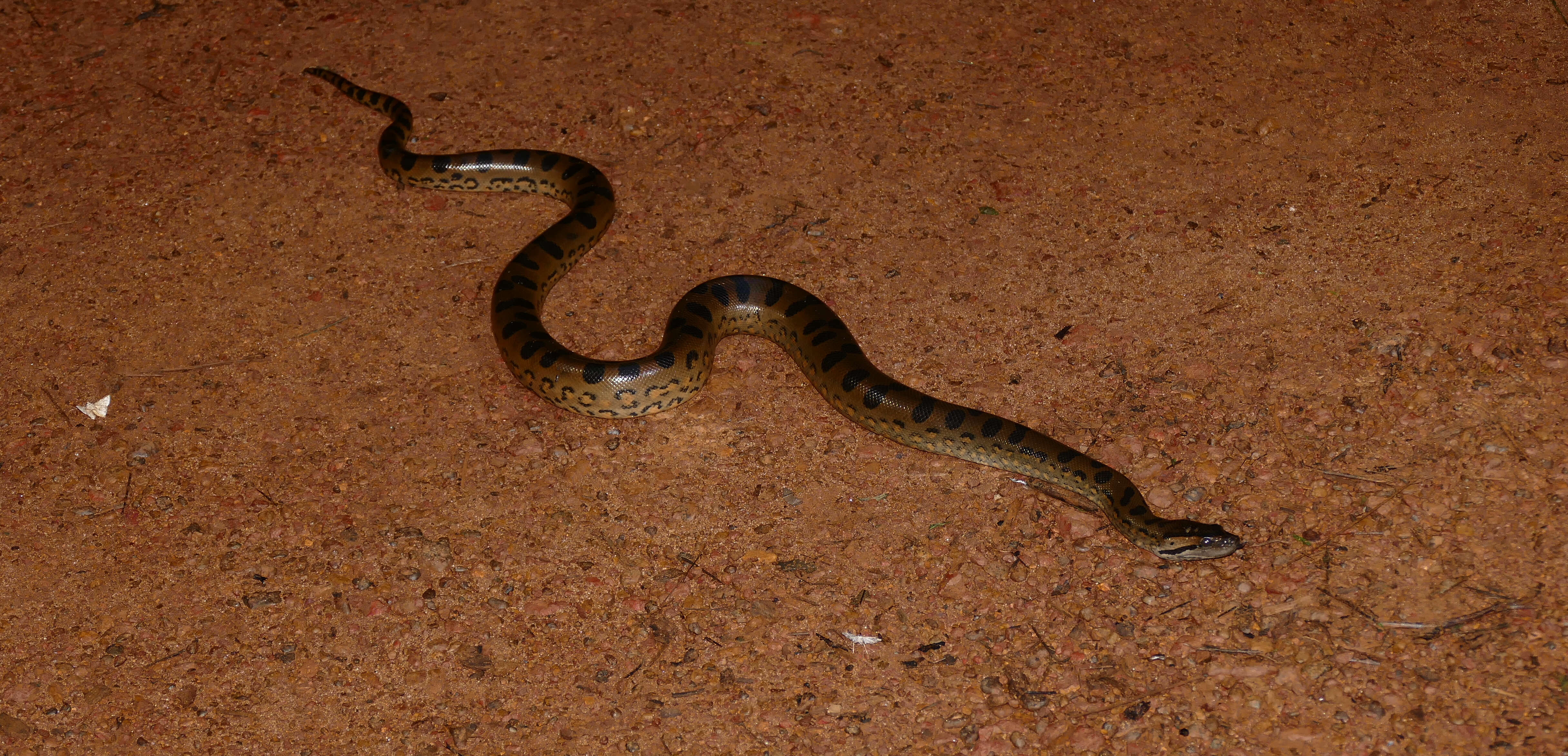 Image of Green anaconda