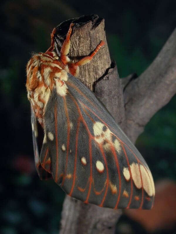 Image of Citheronia brissotii meridionalis Bouvier 1927