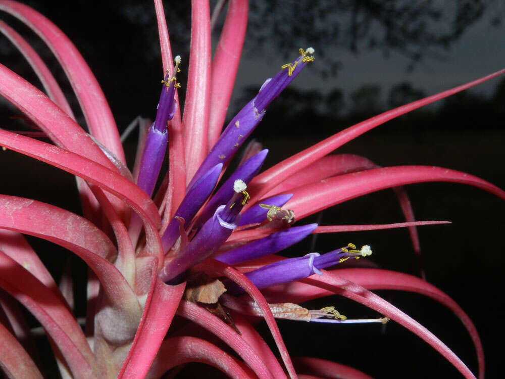 Imagem de Tillandsia brachycaulos Schltdl.