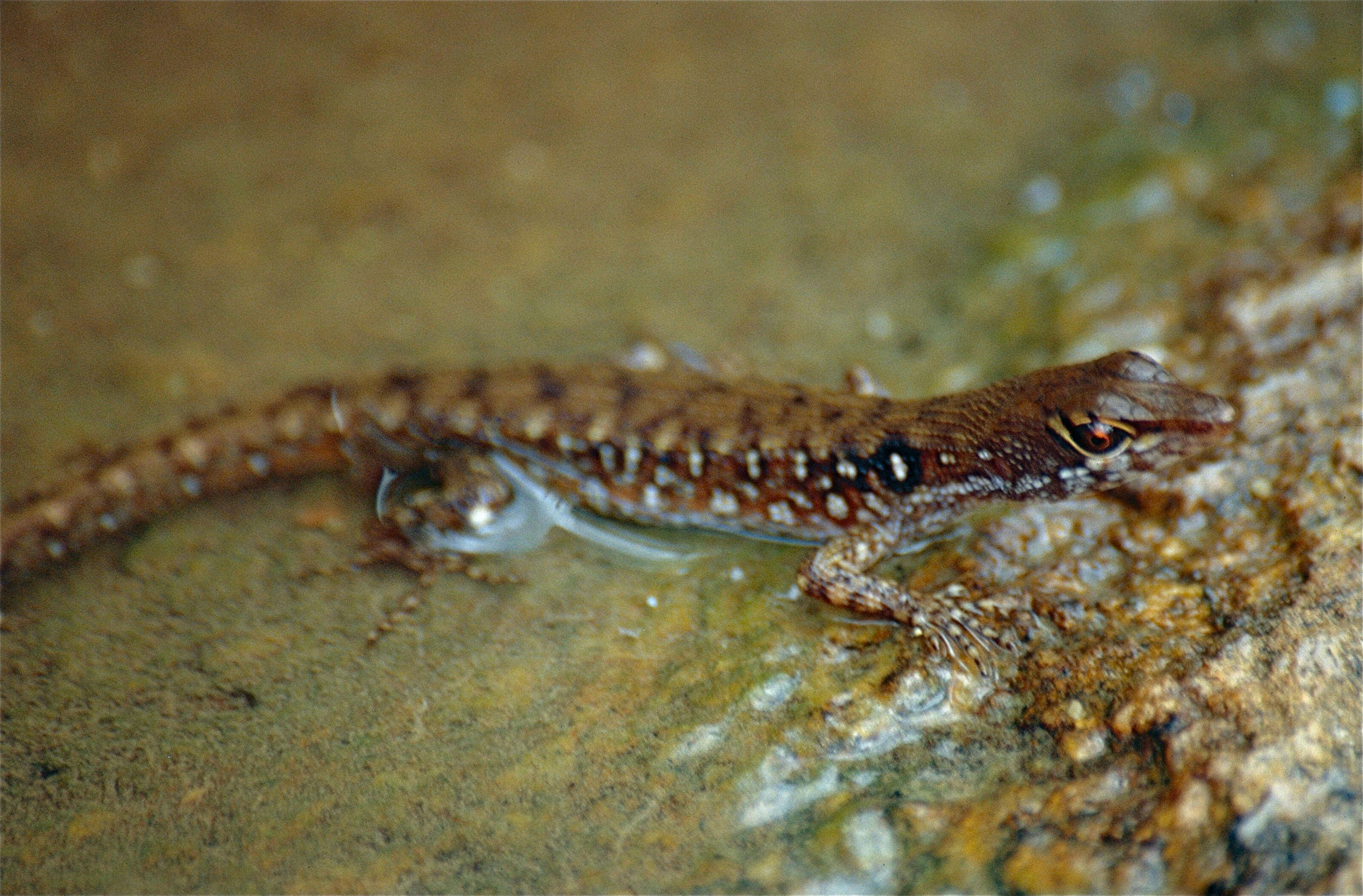 Image of Common Venezuelan water teiid